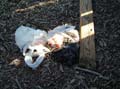 playground_excrement
